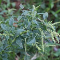 <i>Amaranthus spinosus</i>  L.